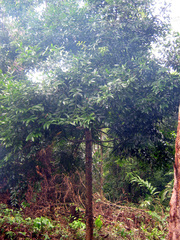 Agathis dammara