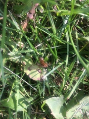 Formicidae