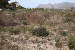 Metalasia pulchella