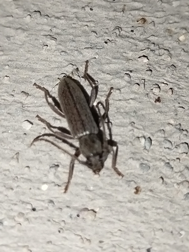 Anelaphus piceus
