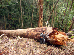 Agathis dammara