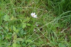 Cosmos diversifolius