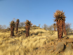 Aloe littoralis image