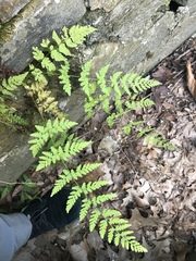 Cystopteris tennesseensis