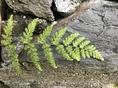 Cystopteris tennesseensis