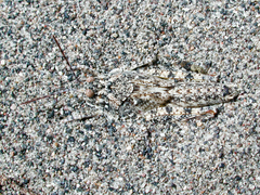 Trimerotropis arenacea