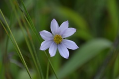 Cosmos diversifolius