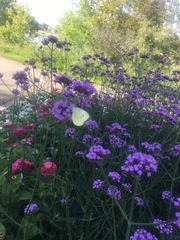 Pieris rapae