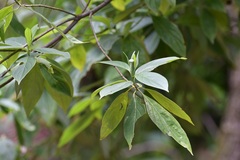 Cornus disciflora