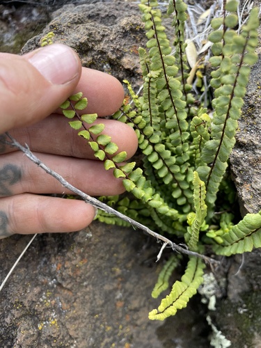Asplenium densum observed 2025-04-07