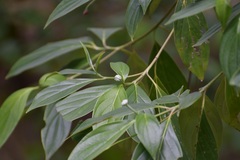Cornus disciflora