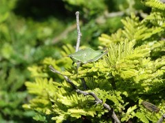 Sphenarium purpurascens