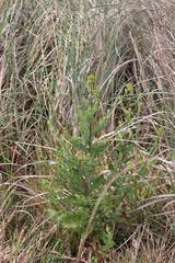 Senecio subcanescens