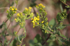 Senecio subcanescens
