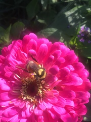 Bombus