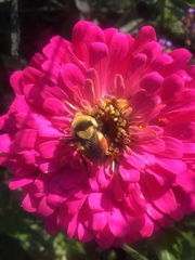 Bombus