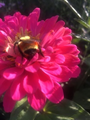 Bombus