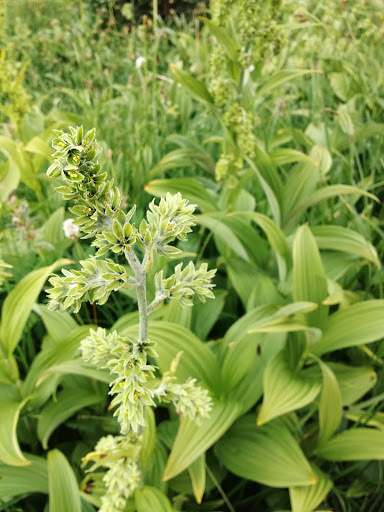 Veratrum viride