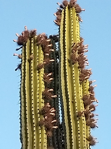 Stenocereus martinezii, photograph 4