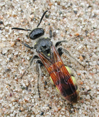 Dielis pilipes