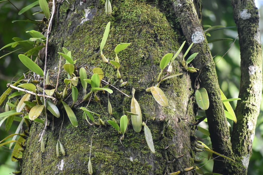 Bulbophyllum longiflorum Thouars 2