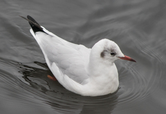 Chroicocephalus ridibundus