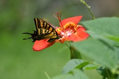 Papilio multicaudata grandiosus