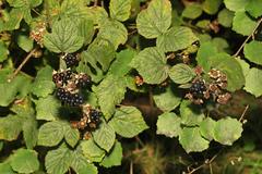 Rubus tuberculatus