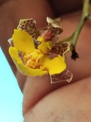 Trichocentrum cebolleta, photograph author not stated, no rights reserved