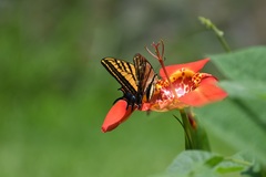 Papilio multicaudata grandiosus