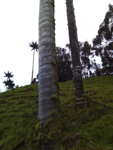 Image of Ceroxylon quindiuense by (c) EstebanMH, some rights reserved (CC BY)