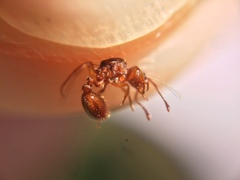 Myrmica ruginodis