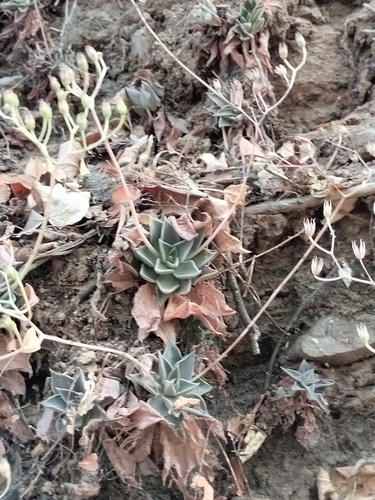 San Francisco River Leatherpetal (Graptopetalum rusbyi)