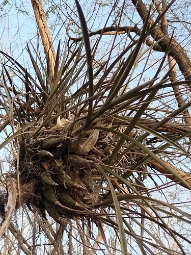 Encyclia adenocarpos