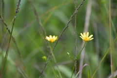 Ranunculus petiolaris