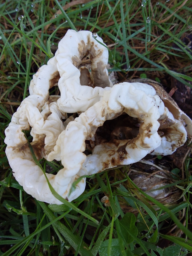 Ileodictyon cibarium · April 2025 · photo: © bythepark (iNaturalist, cc-by-nc)
