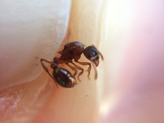 Myrmica ruginodis