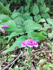 Nothochelone nemorosa