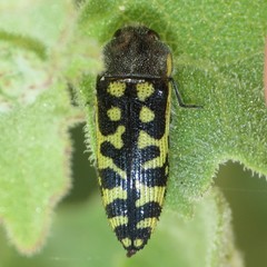 Acmaeodera solitaria
