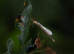 Lestes alacer