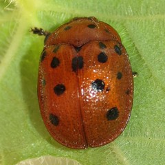 Chelymorpha phytophagica