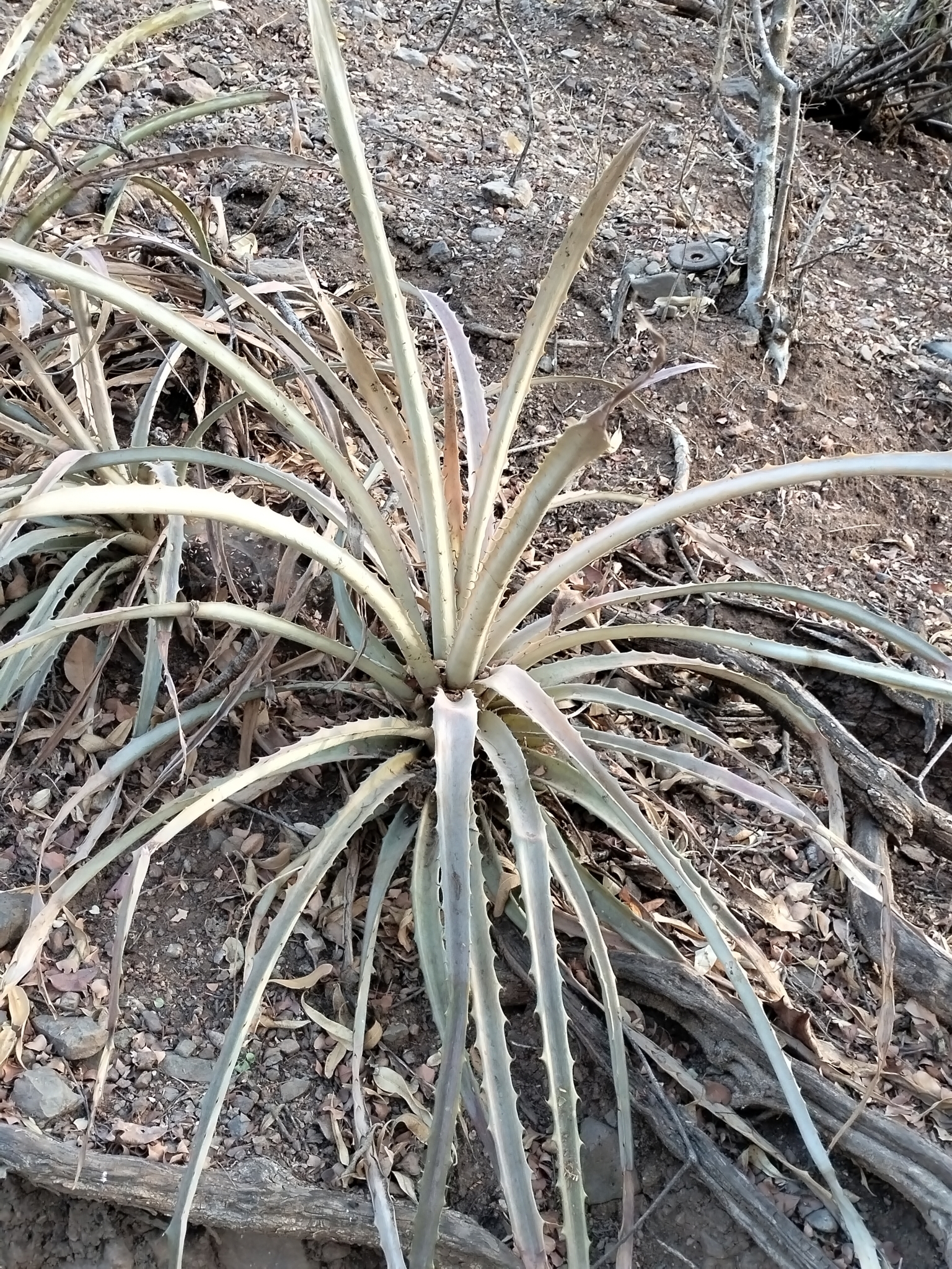 Bromelia alsodes