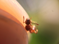 Myrmica ruginodis