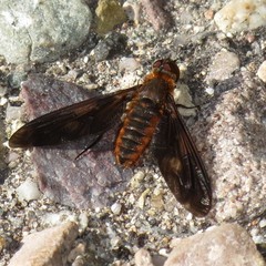 Poecilanthrax ingens