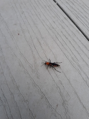 Psorthaspis sanguinea