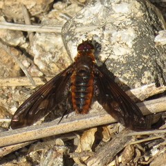 Poecilanthrax ingens