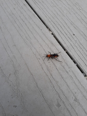 Psorthaspis sanguinea