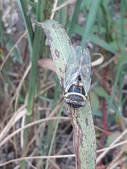 Diceroprocta viridifascia