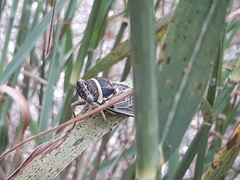 Diceroprocta viridifascia