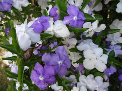 Brunfelsia uniflora